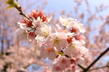 about Sakura-Store